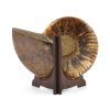 amonit fosilie 38b