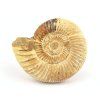 amonit perisphinctes madagaskar 3a