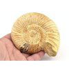 amonit perisphinctes madagaskar 3b