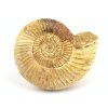 amonit perisphinctes madagaskar 3