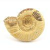 amonit perisphinctes madagaskar 6a