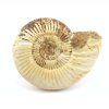 amonit perisphinctes madagaskar 6