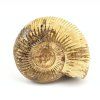 amonit perisphinctes madagaskar 7a