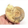 amonit perisphinctes madagaskar 7b