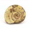 amonit perisphinctes madagaskar 7