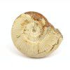 amonit perisphinctes madagaskar 8a