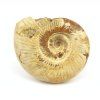 amonit perisphinctes madagaskar 8