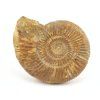 amonit perisphinctes madagaskar 9a