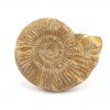 amonit perisphinctes madagaskar 9