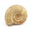 amonit perisphinctes madagaskar 10