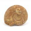 amonit perisphinctes madagaskar 13a
