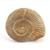 amonit perisphinctes madagaskar 13