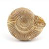 amonit perisphinctes madagaskar 14a