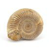 amonit perisphinctes madagaskar 14