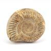 amonit perisphinctes madagaskar 15a