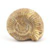 amonit perisphinctes madagaskar 15