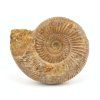 amonit perisphinctes madagaskar 16a