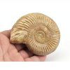 amonit perisphinctes madagaskar 16b