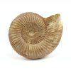 amonit perisphinctes madagaskar 16
