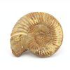 amonit perisphinctes madagaskar 17