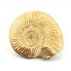 amonit perisphinctes madagaskar 18a