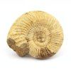 amonit perisphinctes madagaskar 18