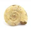 amonit perisphinctes madagaskar 19a