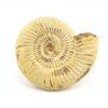 amonit perisphinctes madagaskar 19