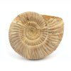 amonit perisphinctes madagaskar 20