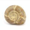 amonit perisphinctes madagaskar 21a