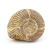 amonit perisphinctes madagaskar 21