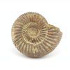 amonit perisphinctes madagaskar 22