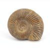 amonit perisphinctes madagaskar 24