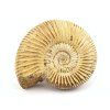 amonit perisphinctes madagaskar 25a