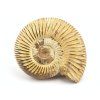 amonit perisphinctes madagaskar 25