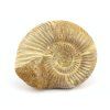 amonit perisphinctes madagaskar 26