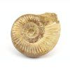 amonit perisphinctes madagaskar 32a