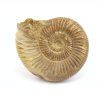 amonit perisphinctes madagaskar 32