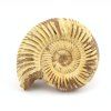 amonit perisphinctes madagaskar 33a
