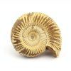 amonit perisphinctes madagaskar 33