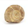 amonit perisphinctes madagaskar 34a