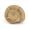 amonit perisphinctes madagaskar 34