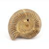 amonit perisphinctes madagaskar 35a