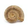amonit perisphinctes madagaskar 35