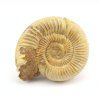 amonit perisphinctes madagaskar 36a