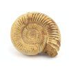 amonit perisphinctes madagaskar 36