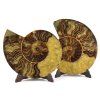 amonit lesteny cleoniceras 14c