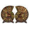 amonit lesteny cleoniceras 16a