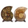 amonit lesteny cleoniceras 16b