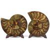 amonit lesteny cleoniceras 16c